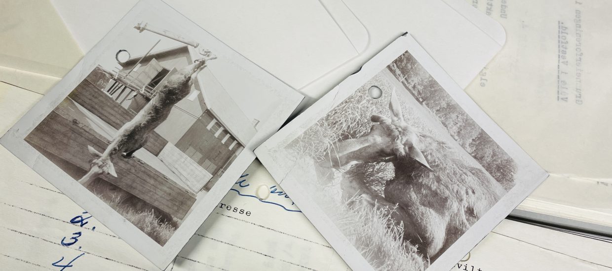 Bilder av skutt elg fra elgjakt i arkiv. Ligger oppå annet arkivmateriale.