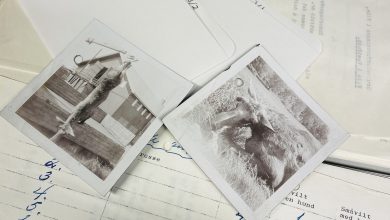Bilder av skutt elg fra elgjakt i arkiv. Ligger oppå annet arkivmateriale.